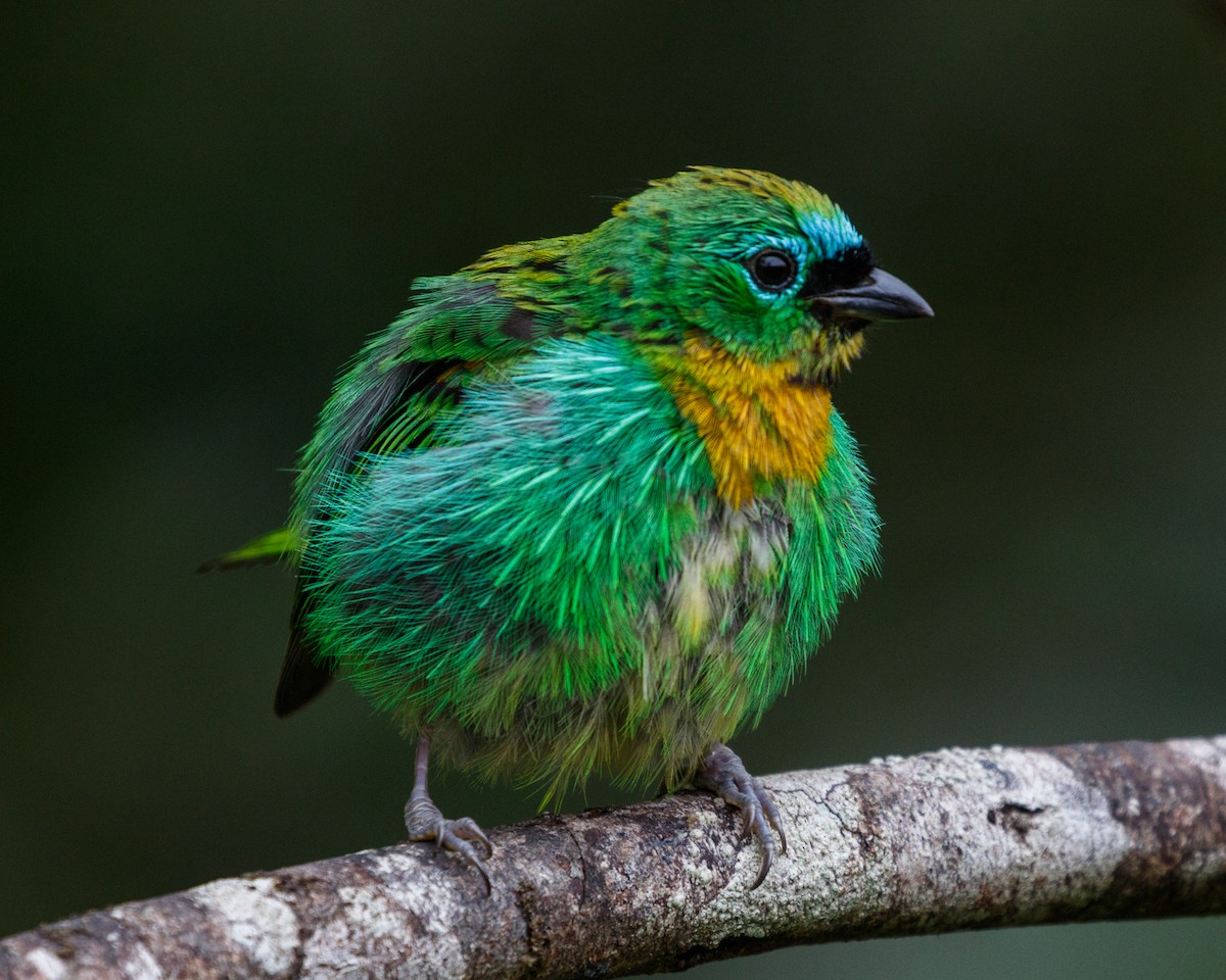 Brassy-breasted Tanager - ML460309431