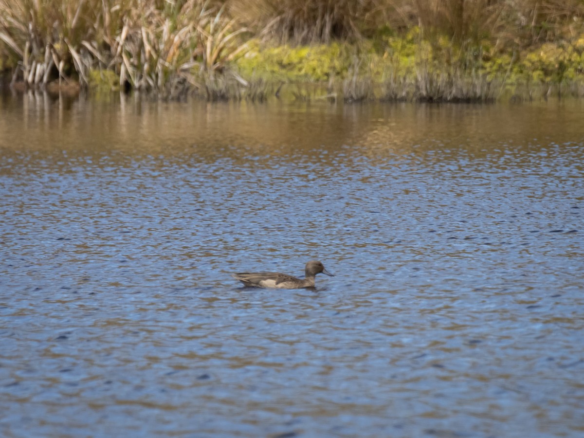 Andean Teal - ML460309471