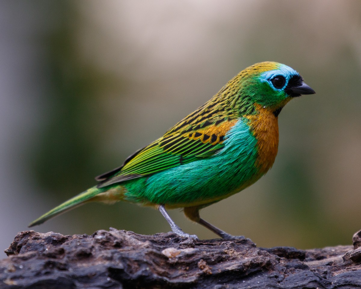 Brassy-breasted Tanager - ML460309481