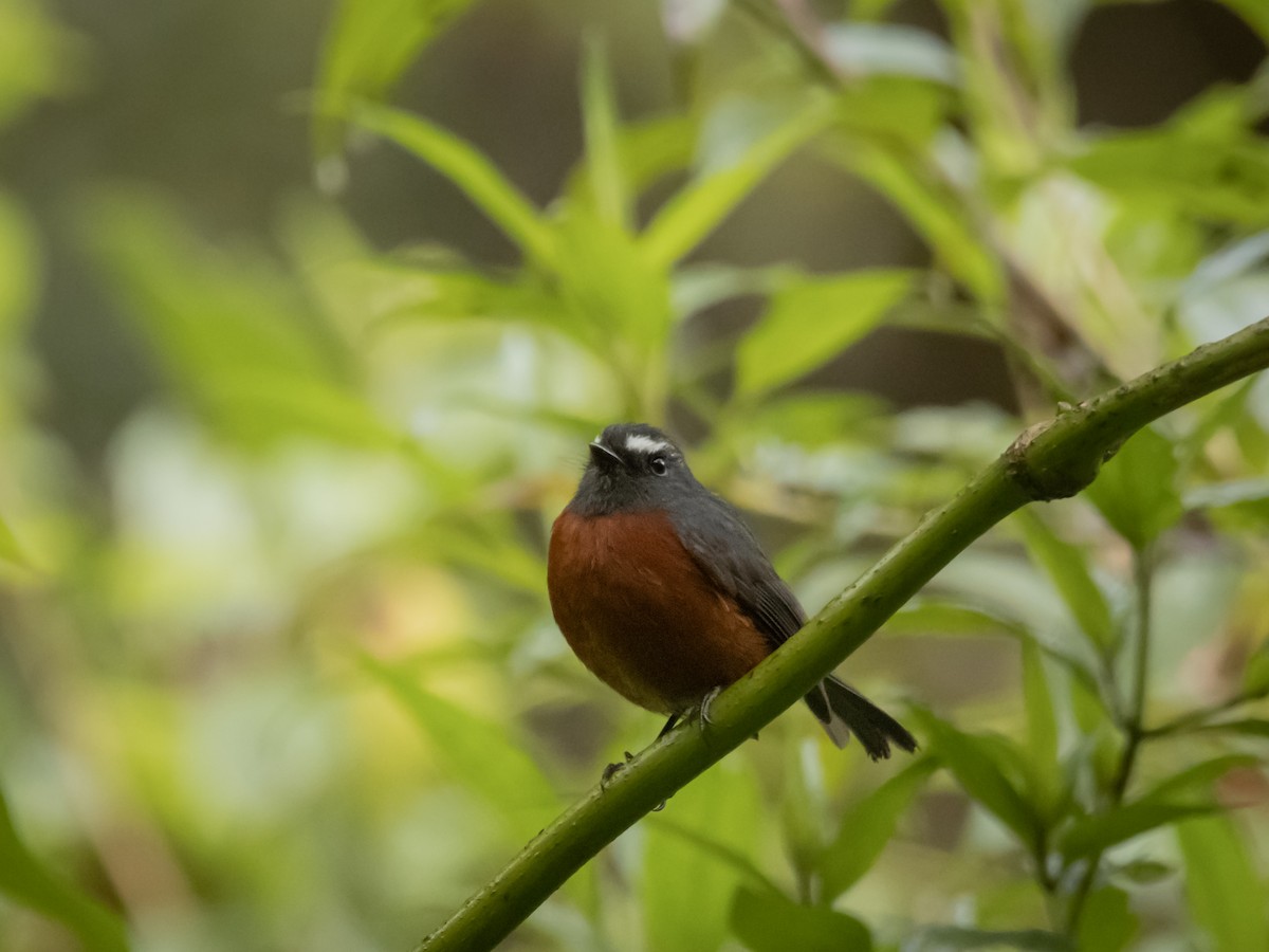 Chestnut-bellied Chat-Tyrant - ML460309951