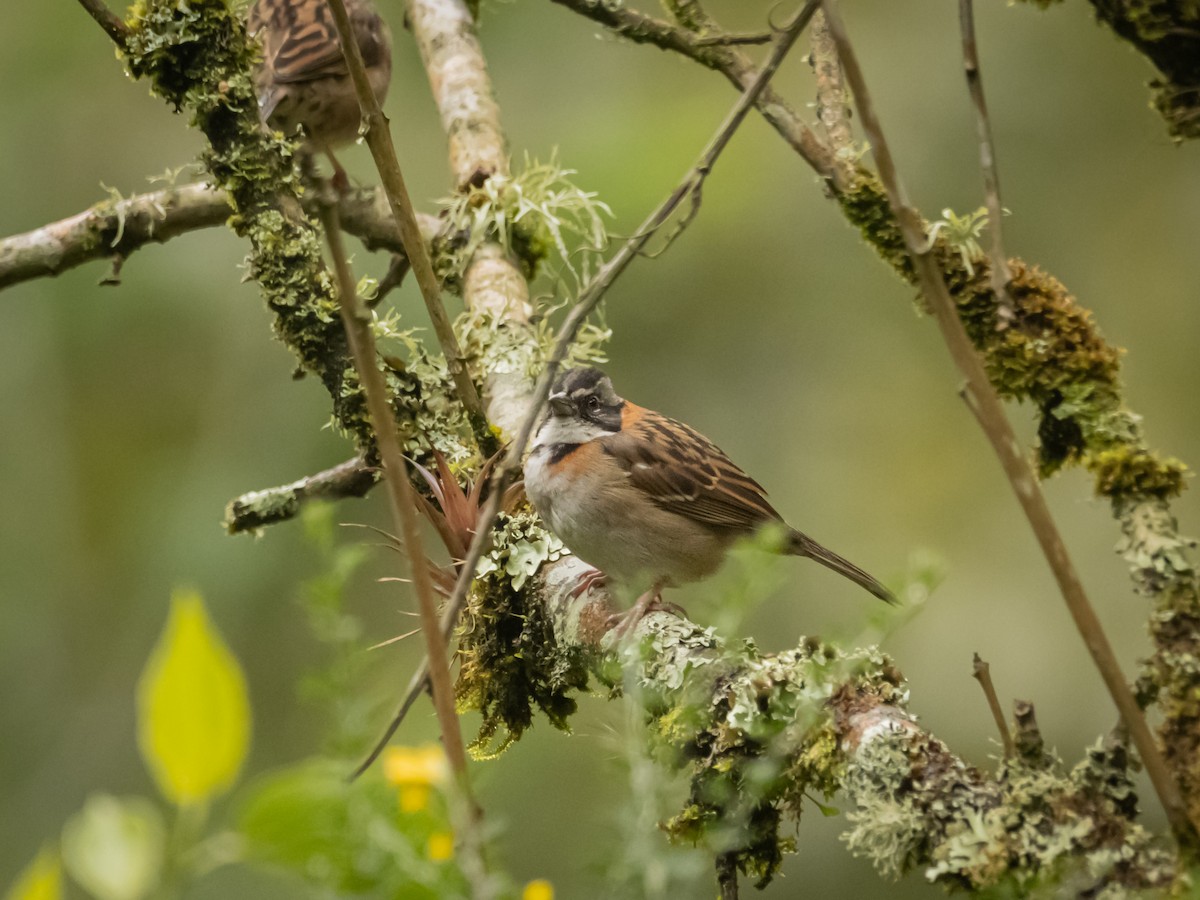 Rufous-collared Sparrow - ML460309991