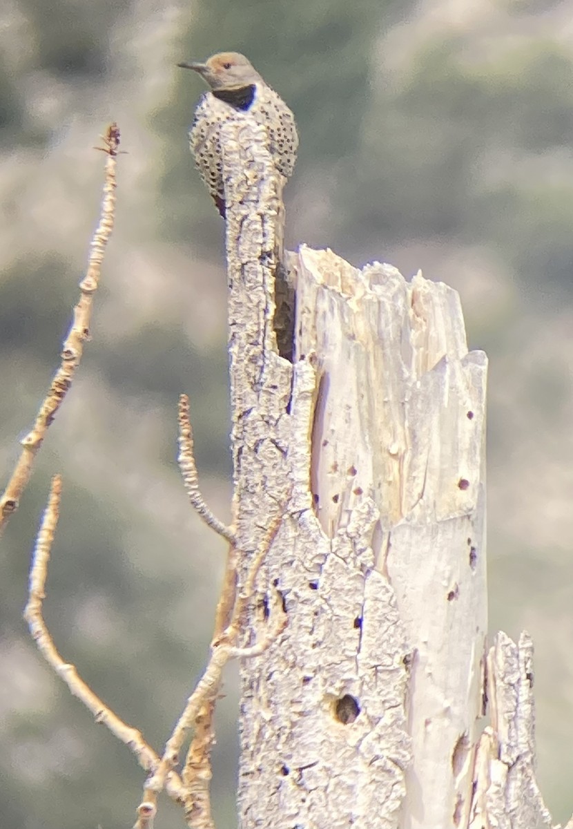 Northern Flicker - ML460310171