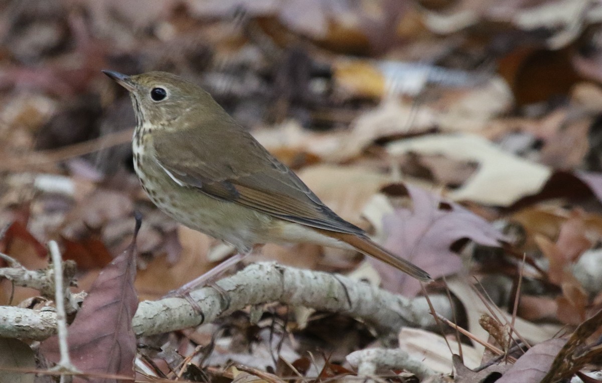 Hermit Thrush - ML460310491