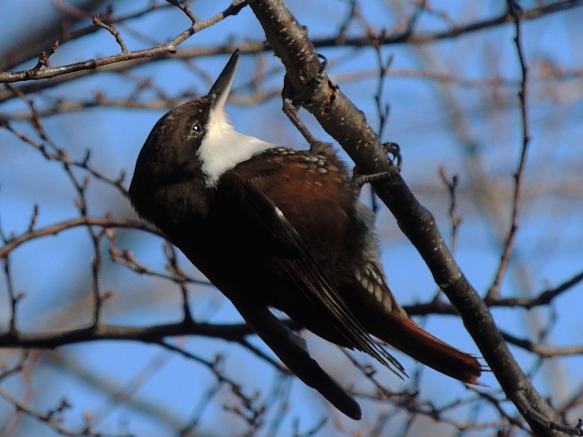 White-throated Treerunner - ML460311071