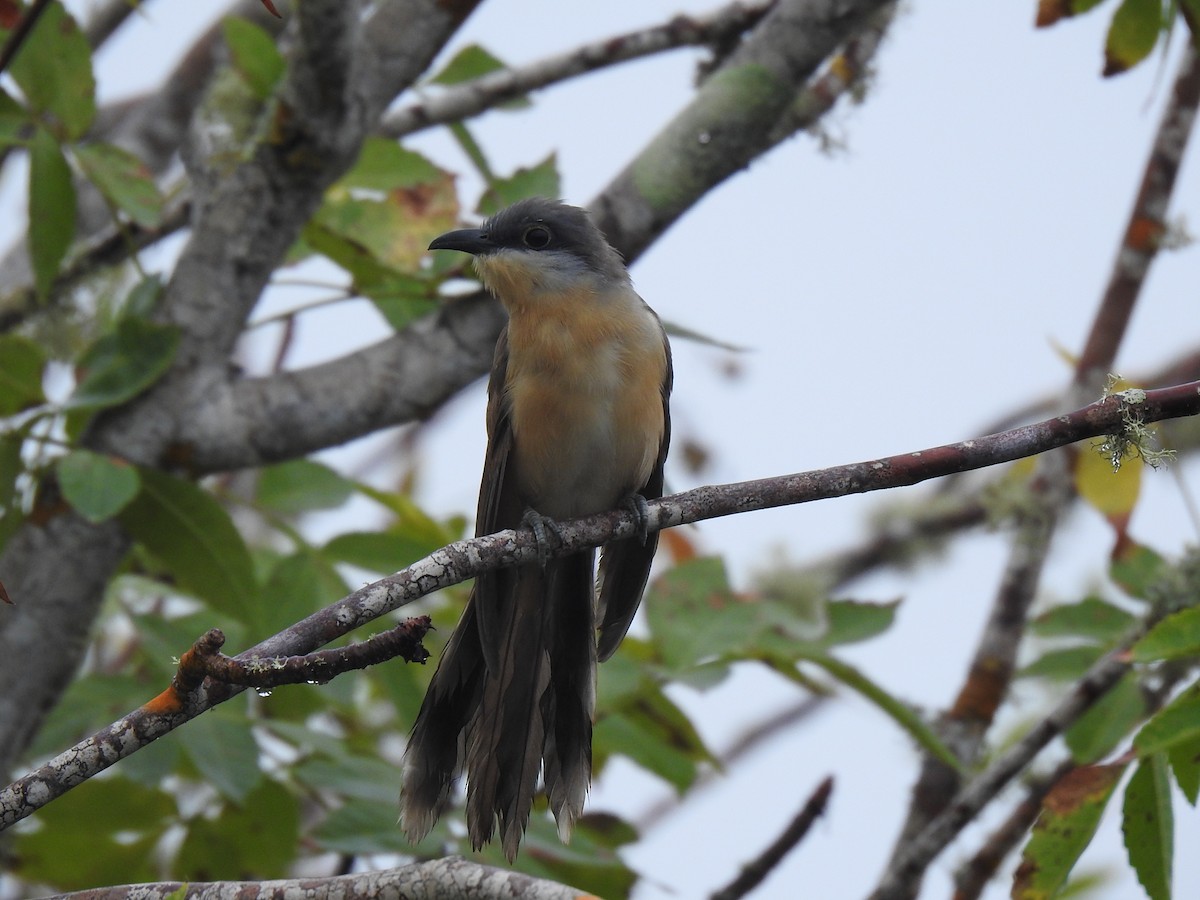 Dark-billed Cuckoo - ML460311261