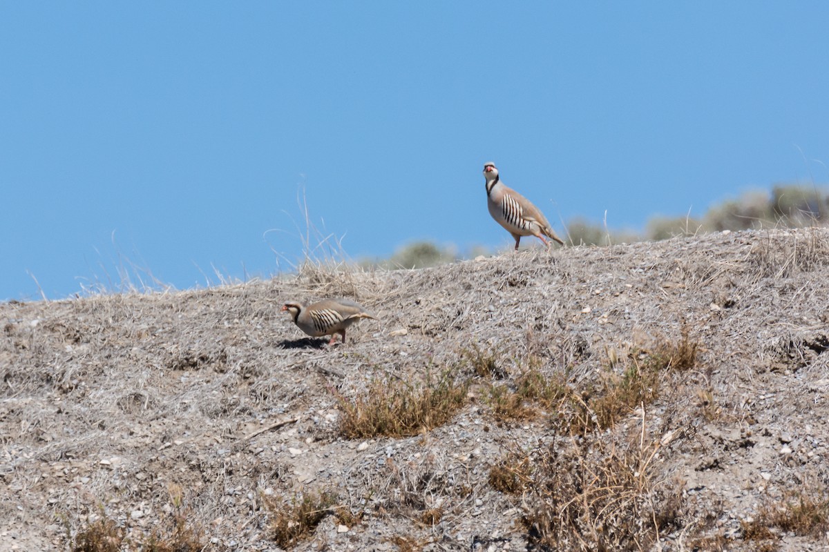 Chukar - ML460311311