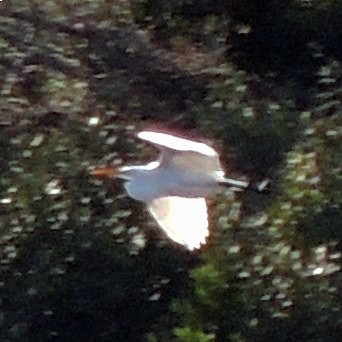 Great Egret - Simón Pla García