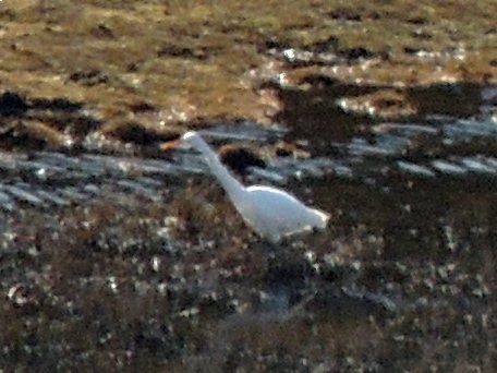 Great Egret - Simón Pla García