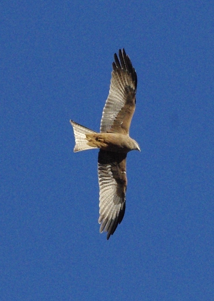 Black Kite - Max Weatherall