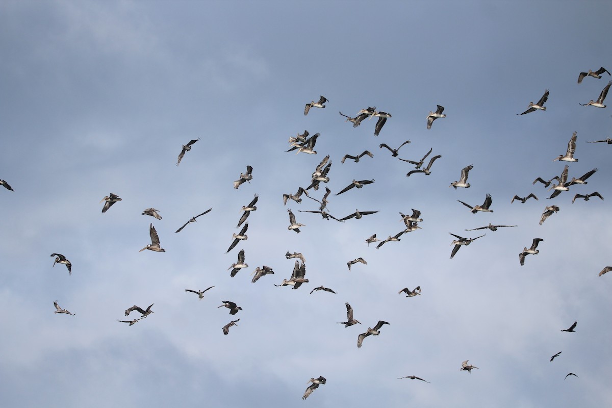 Brown Pelican - ML460312621