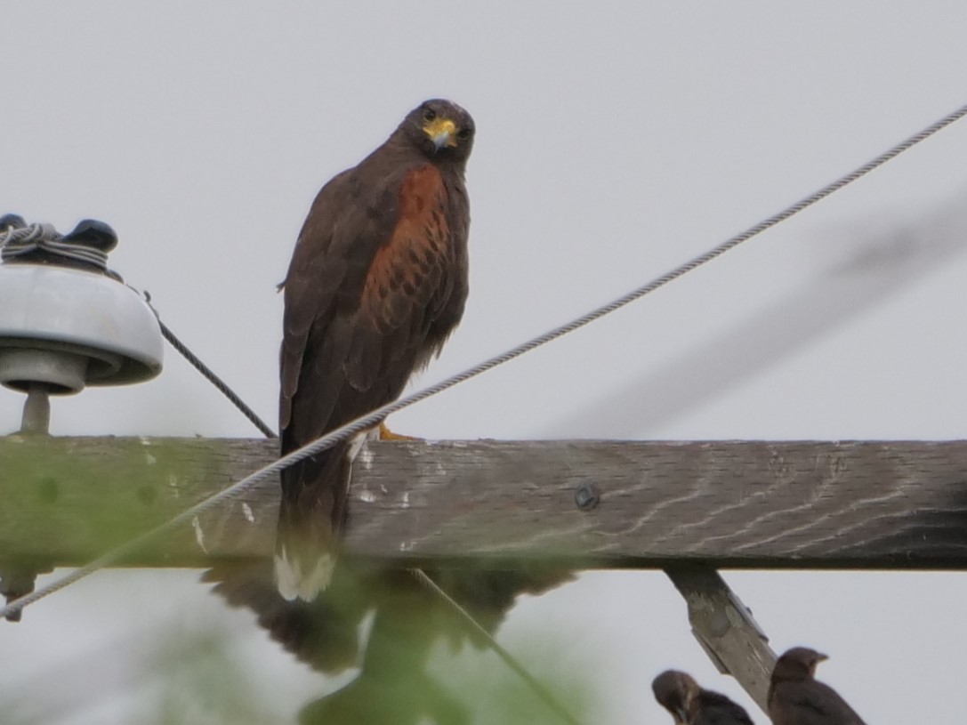 Harris's Hawk - ML460313081