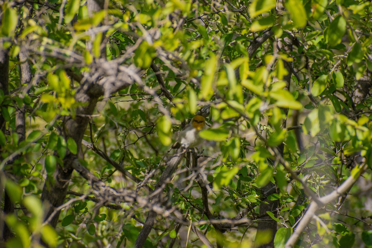 Verdin - ML460313111
