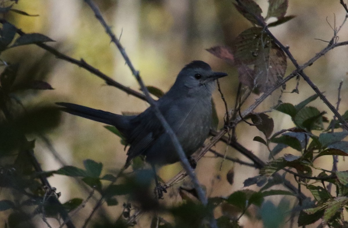 Gray Catbird - Jeffrey Blalock