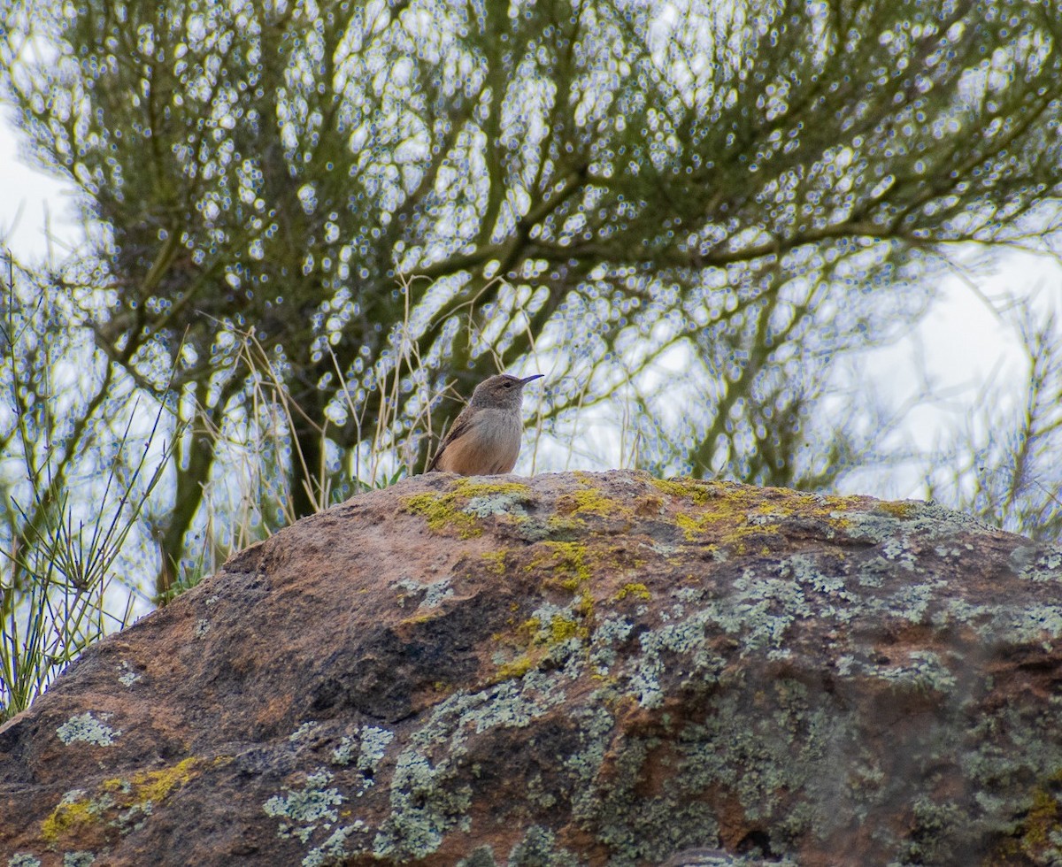 Rock Wren - ML460313281