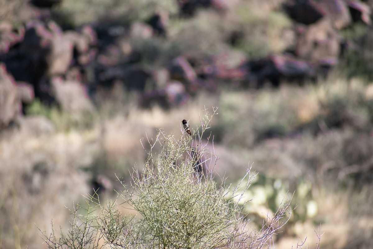Anna's Hummingbird - ML460313831