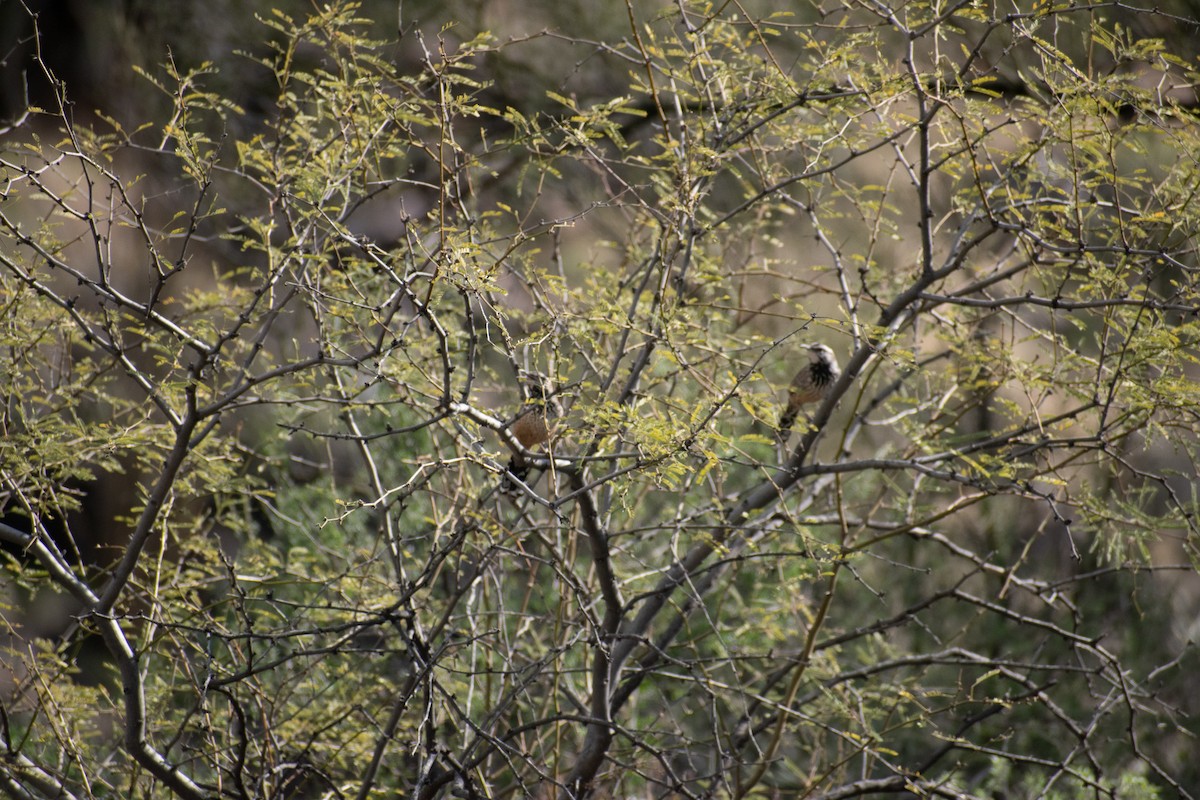 Cactus Wren - ML460313851