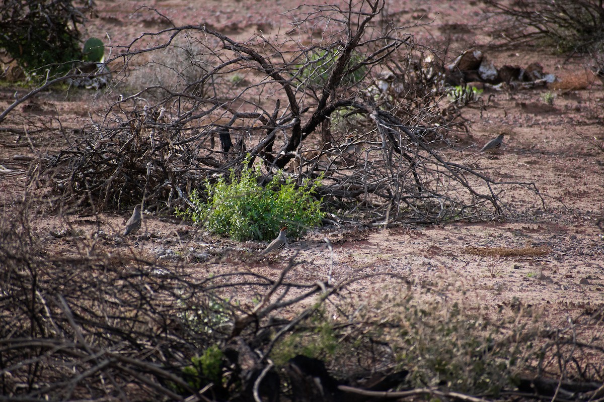 Gambel's Quail - ML460313881