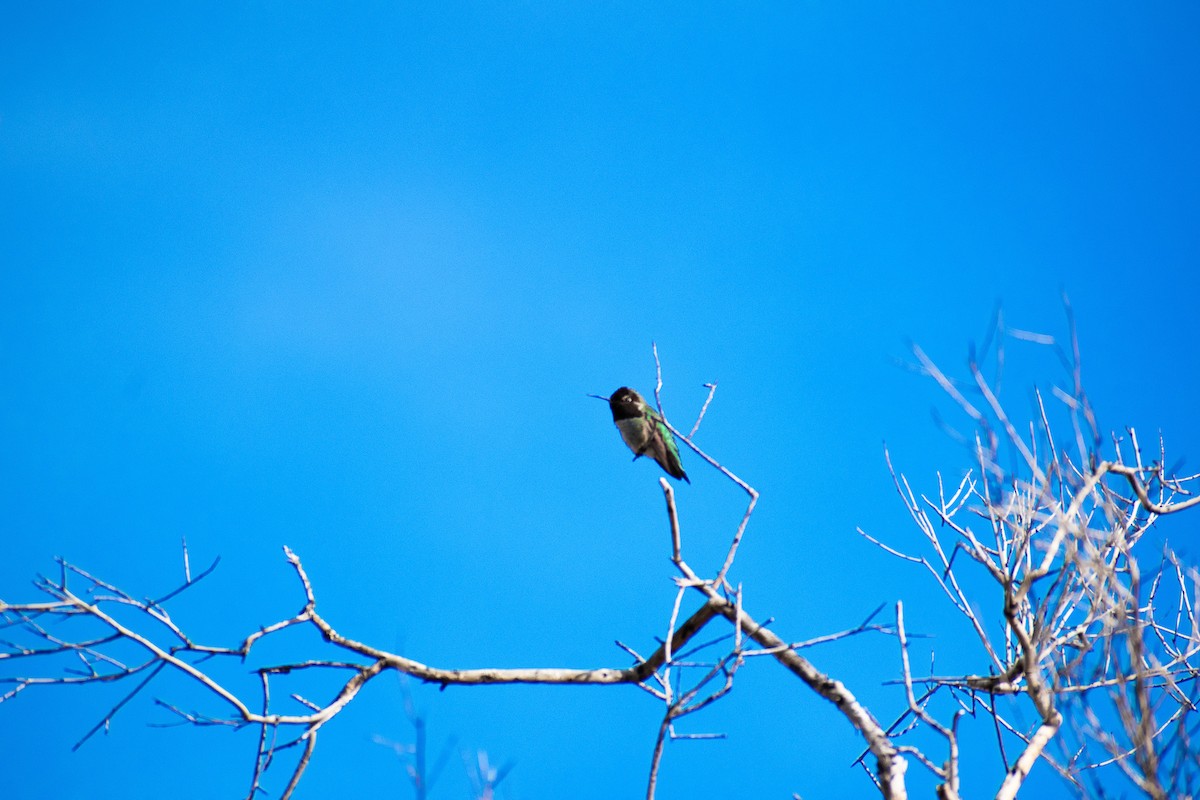 Anna's Hummingbird - ML460313901