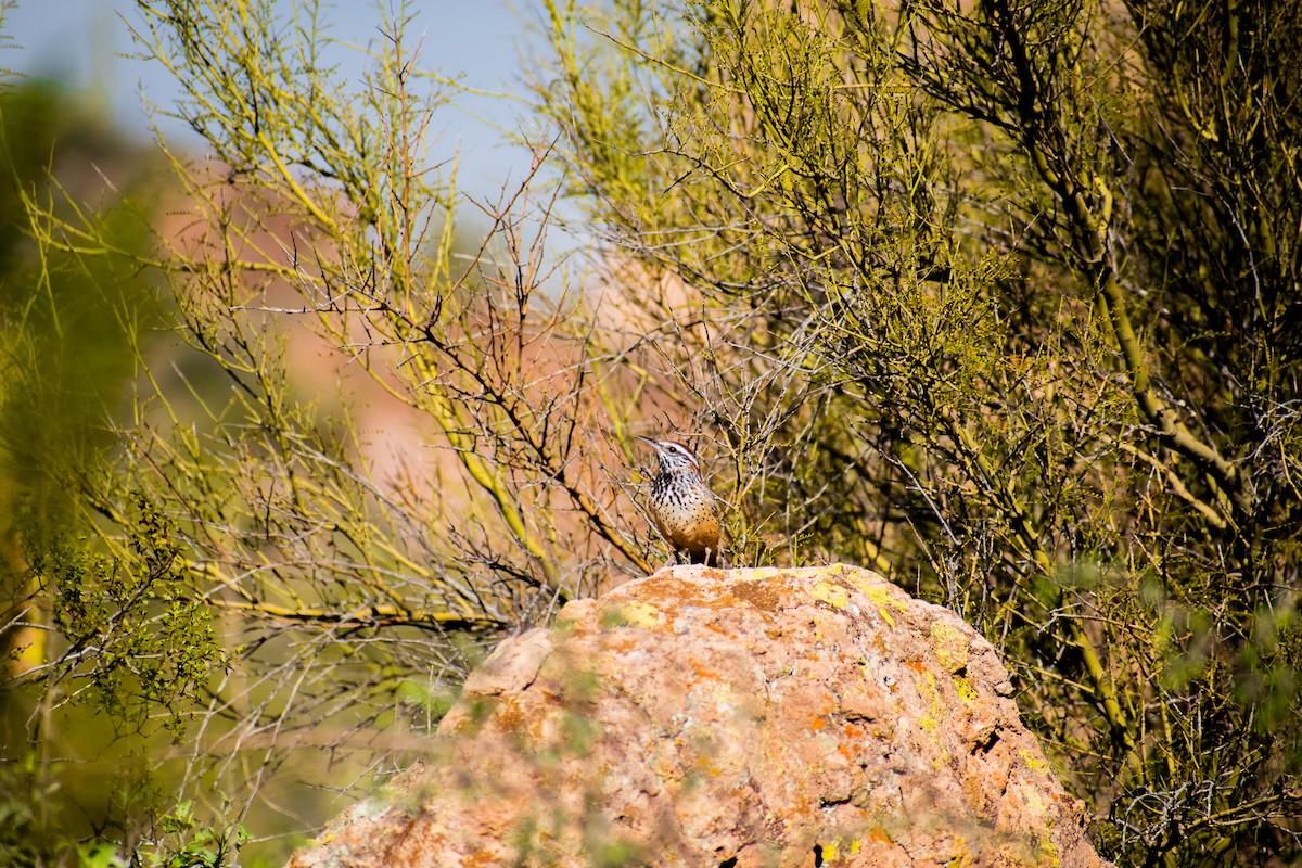 Cactus Wren - ML460313921
