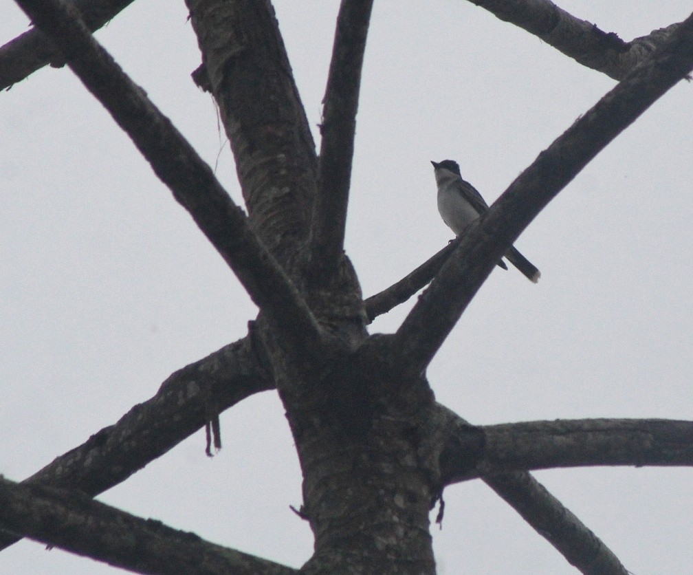 Eastern Kingbird - ML460314181