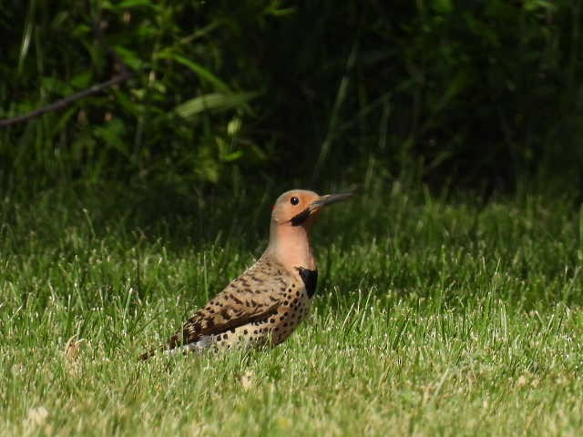 Northern Flicker - ML460314281