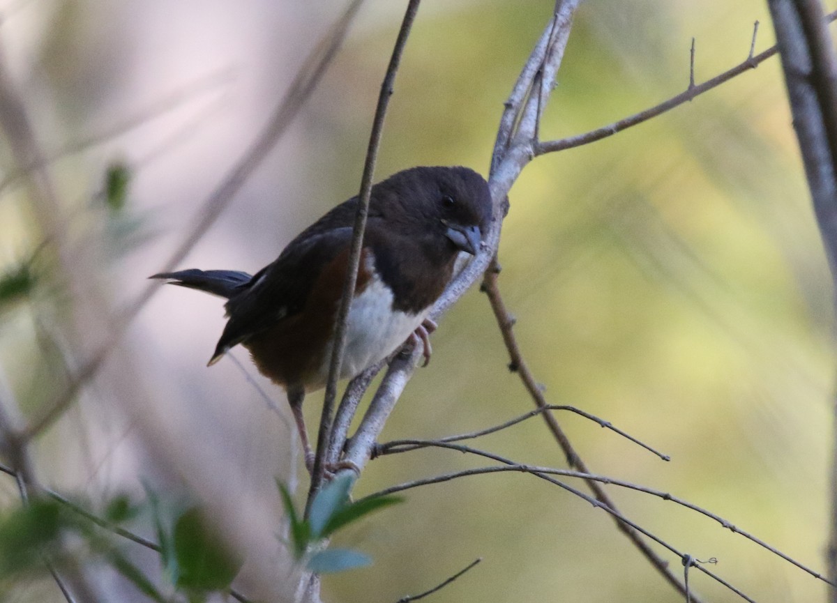 Eastern Towhee - Jeffrey Blalock