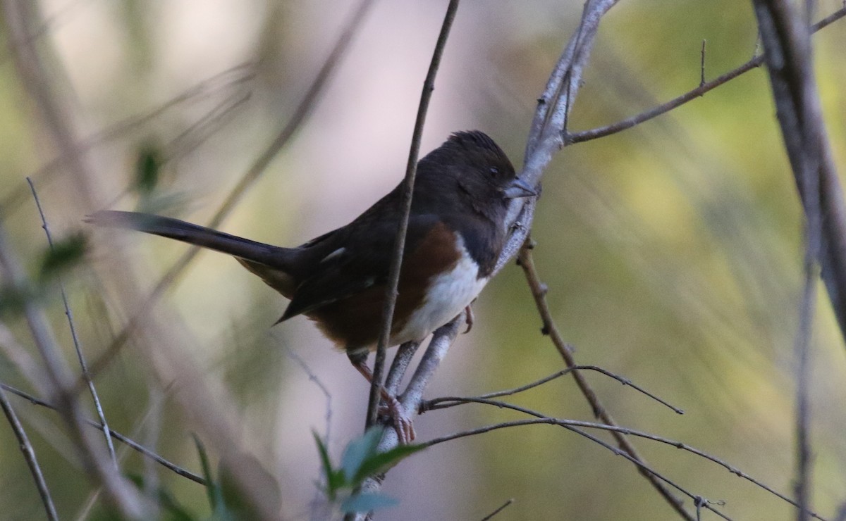 Eastern Towhee - Jeffrey Blalock