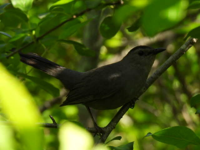 Gray Catbird - ML460314471