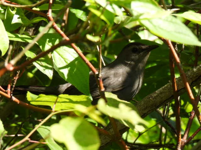 Gray Catbird - ML460314481