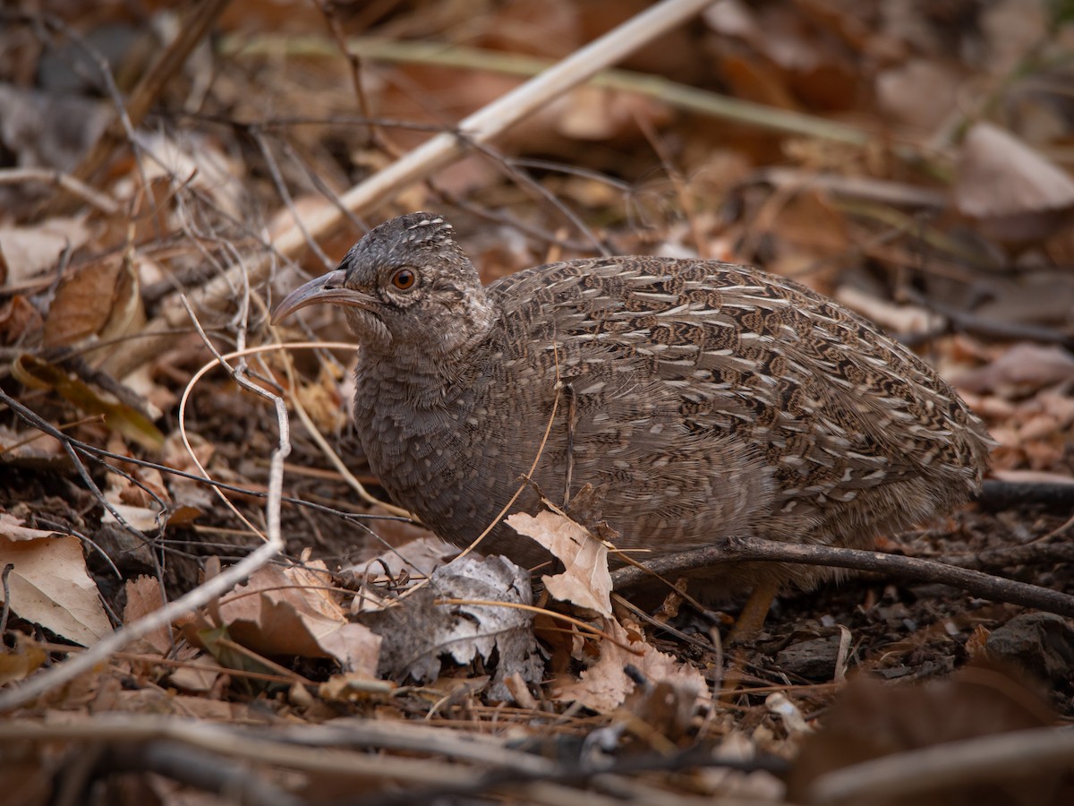 Andean Tinamou - ML460315221