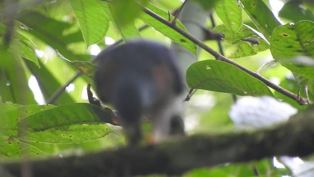 Double-toothed Kite - ML460315301