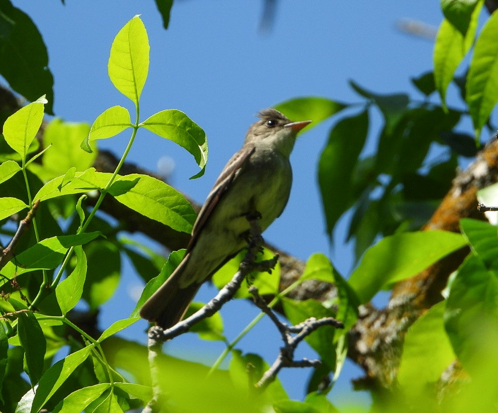 Eastern Wood-Pewee - ML460315401