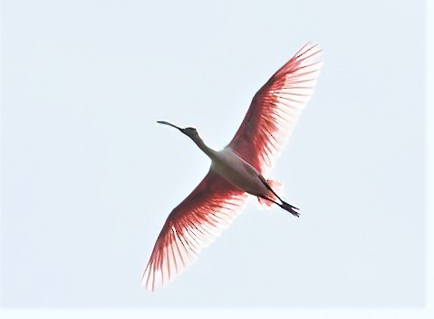 Roseate Spoonbill - ML460316471