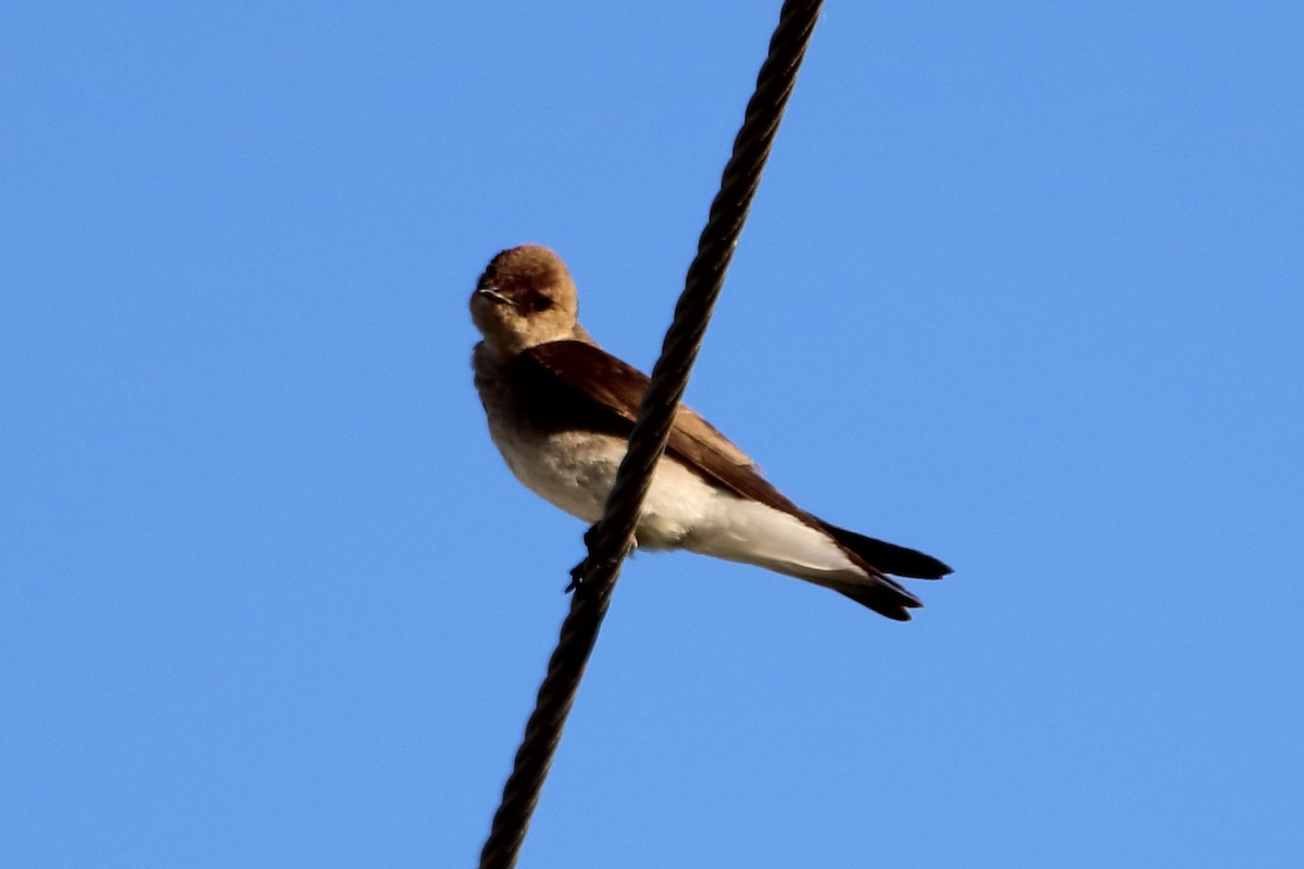 Northern Rough-winged Swallow - ML460316701