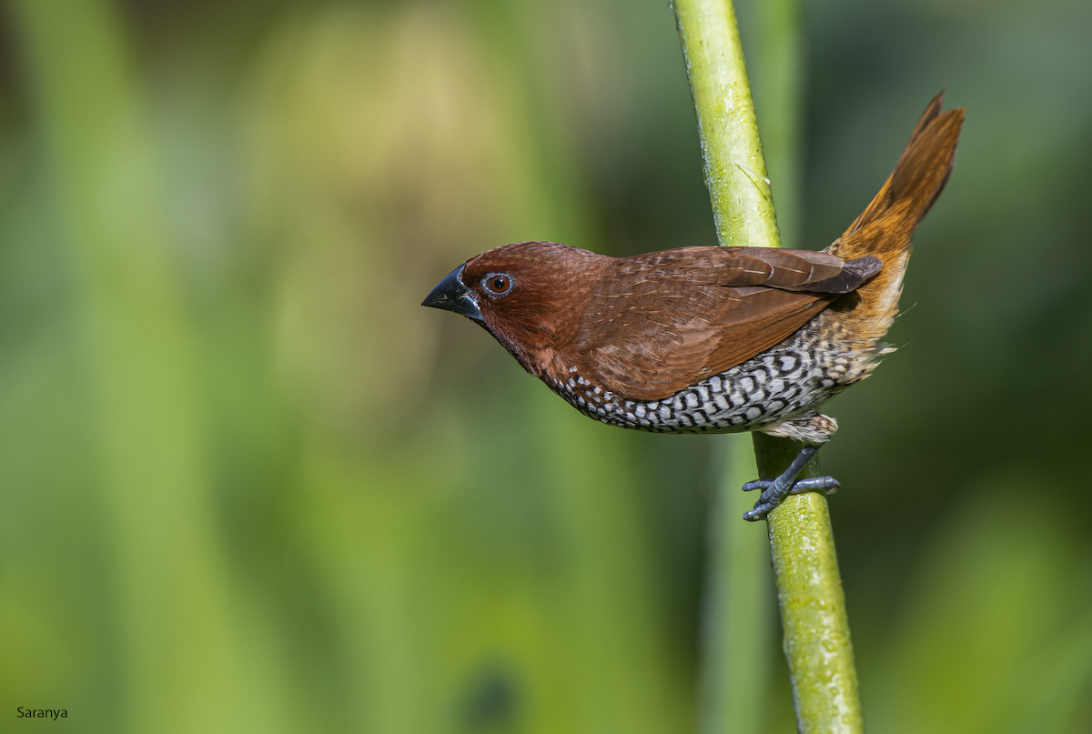 Scaly-breasted Munia - ML460317131