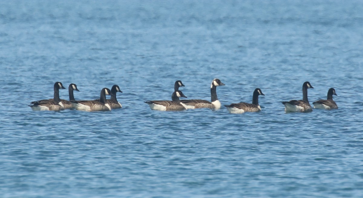 Canada Goose - ML460317351