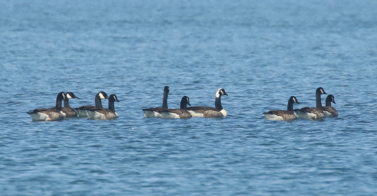 Canada Goose - ML460317361