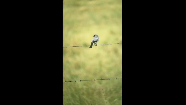 Loggerhead Shrike - ML460318591