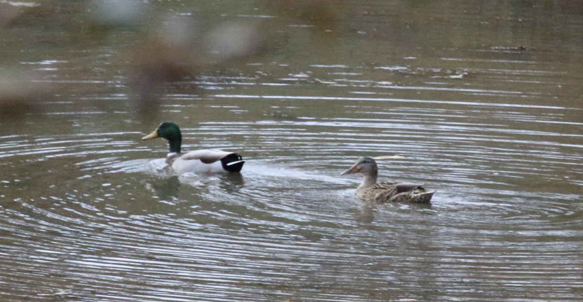 Mallard - ML460319481