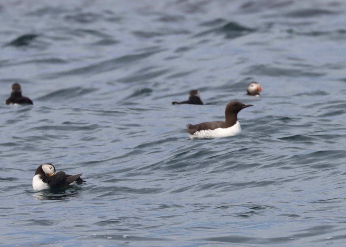 Common Murre - ML460319621