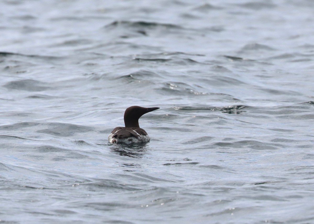 Common Murre - ML460320791