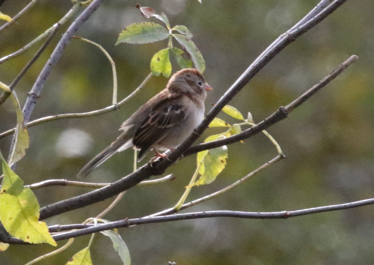 Field Sparrow - ML460321311