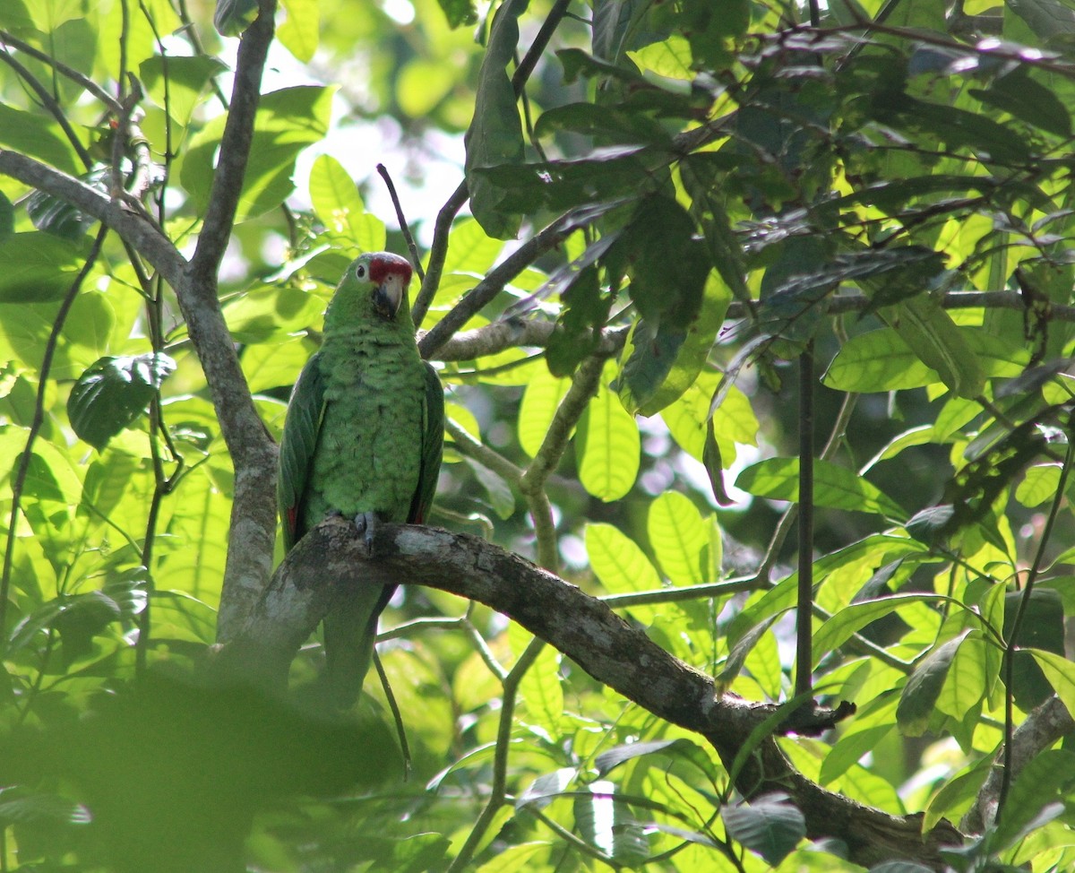 Red-lored Amazon - ML460322041
