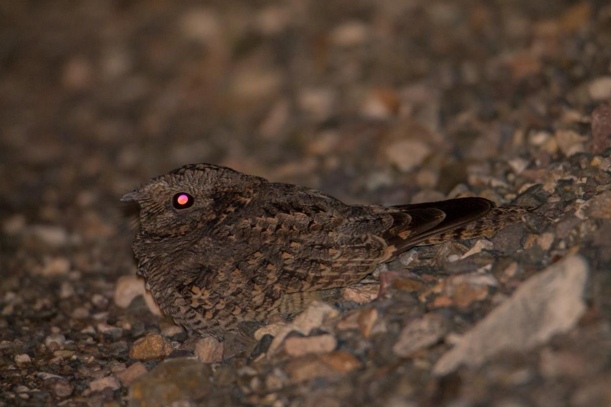 Scissor-tailed Nightjar - ML460322101