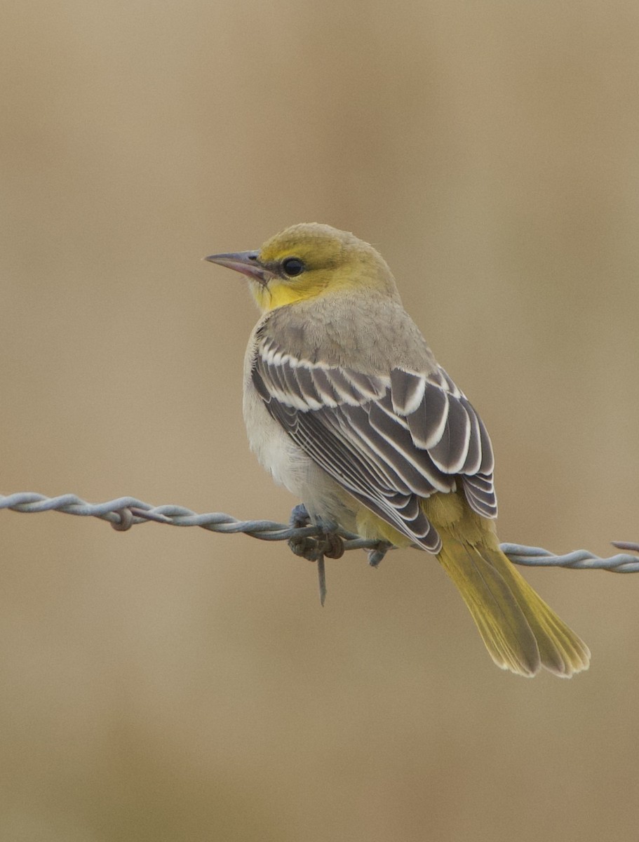 Bullock's Oriole - ML460322401