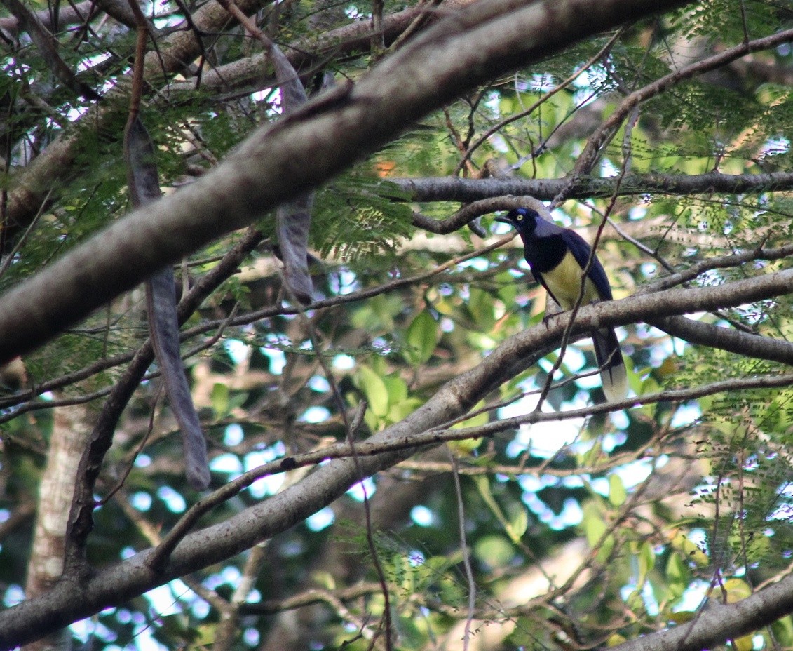 Black-chested Jay - ML460322721