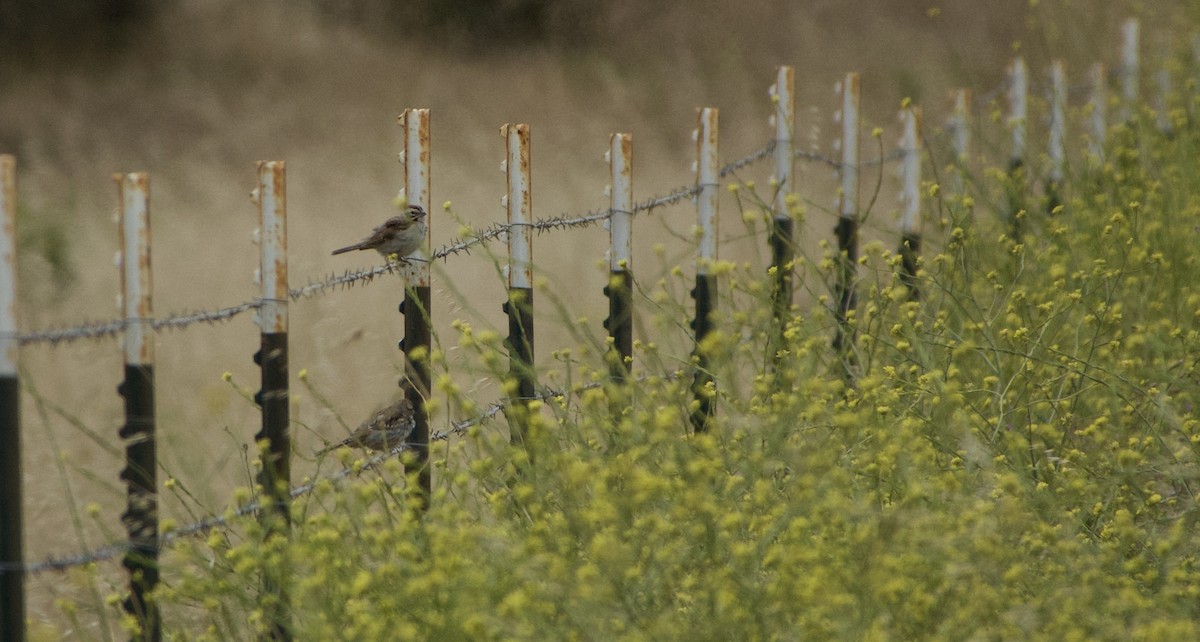 Lark Sparrow - ML460322841