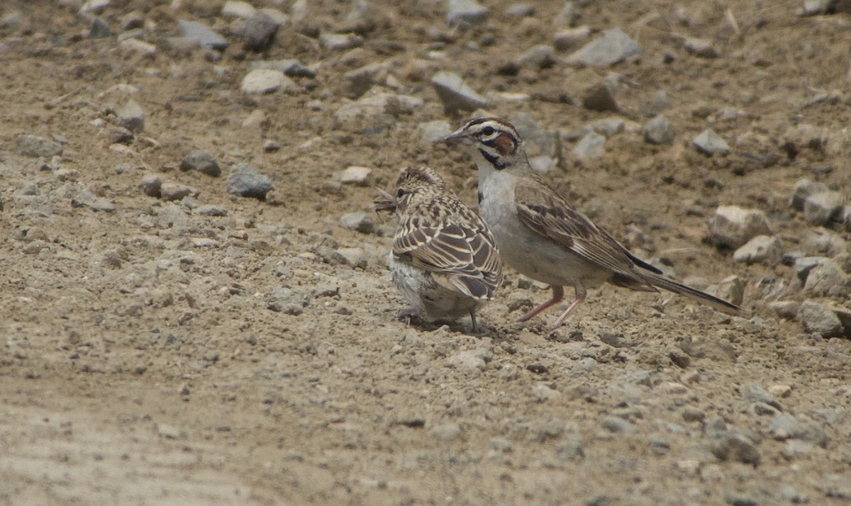 Lark Sparrow - ML460322871