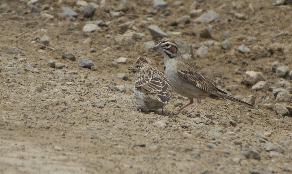 Lark Sparrow - ML460322871