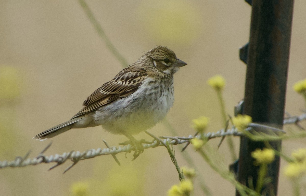 Lark Sparrow - ML460322881